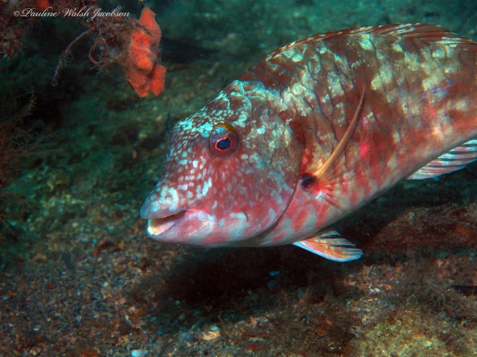 Parrot Fish