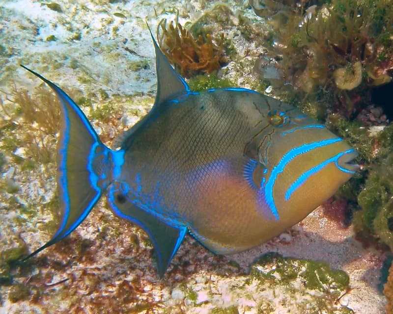 Queen Triggerfish