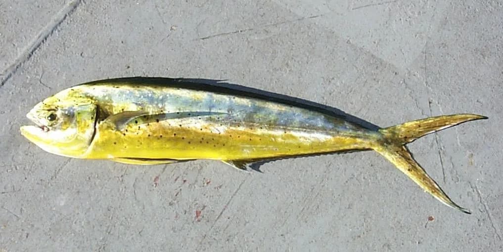 Mahi-mahi