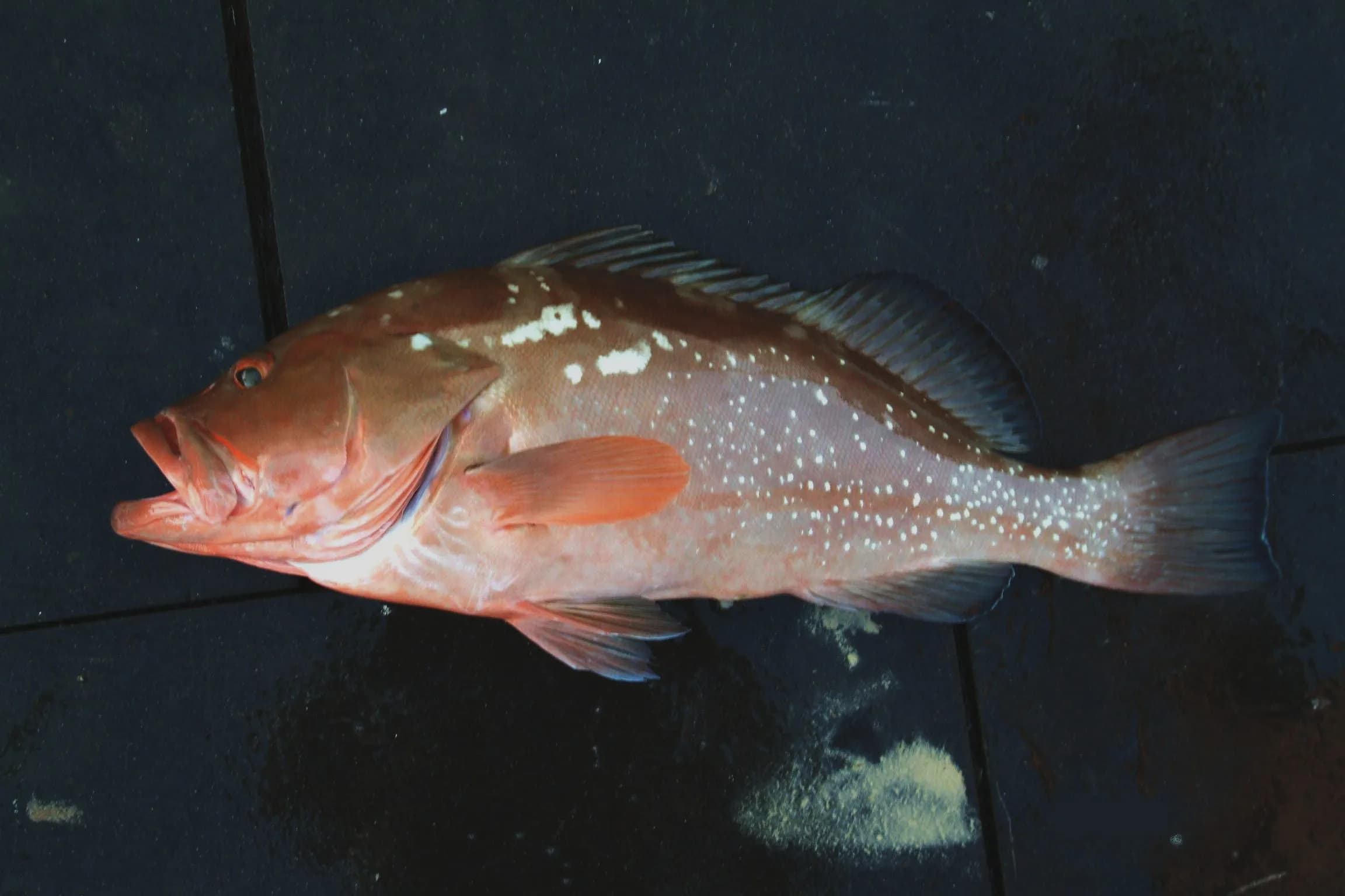 Red Grouper