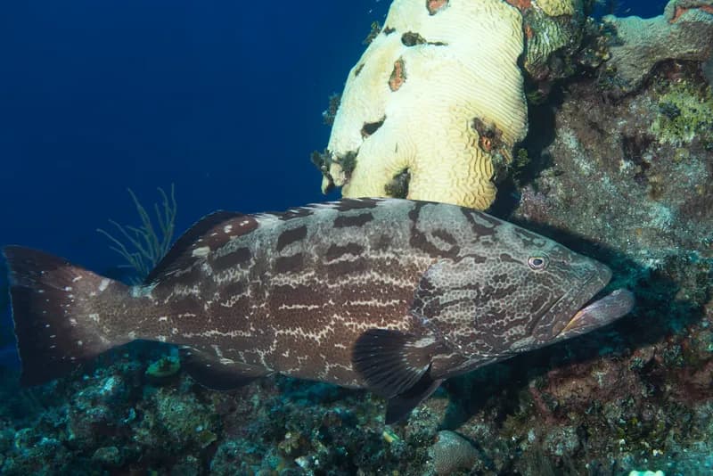 Black Grouper