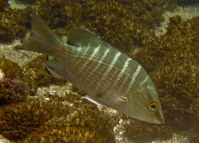 Vivaneau Brésilien