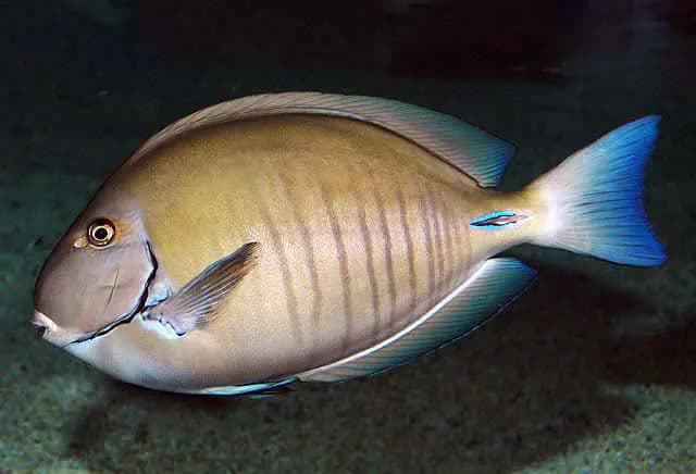 Poisson-chirurgien