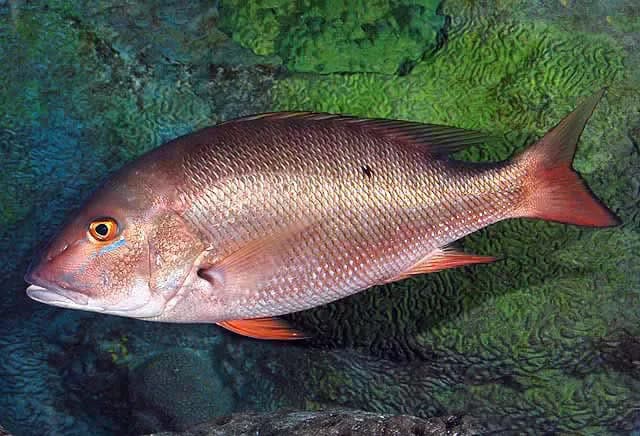 Mutton Snapper (Lutjanus analis)
